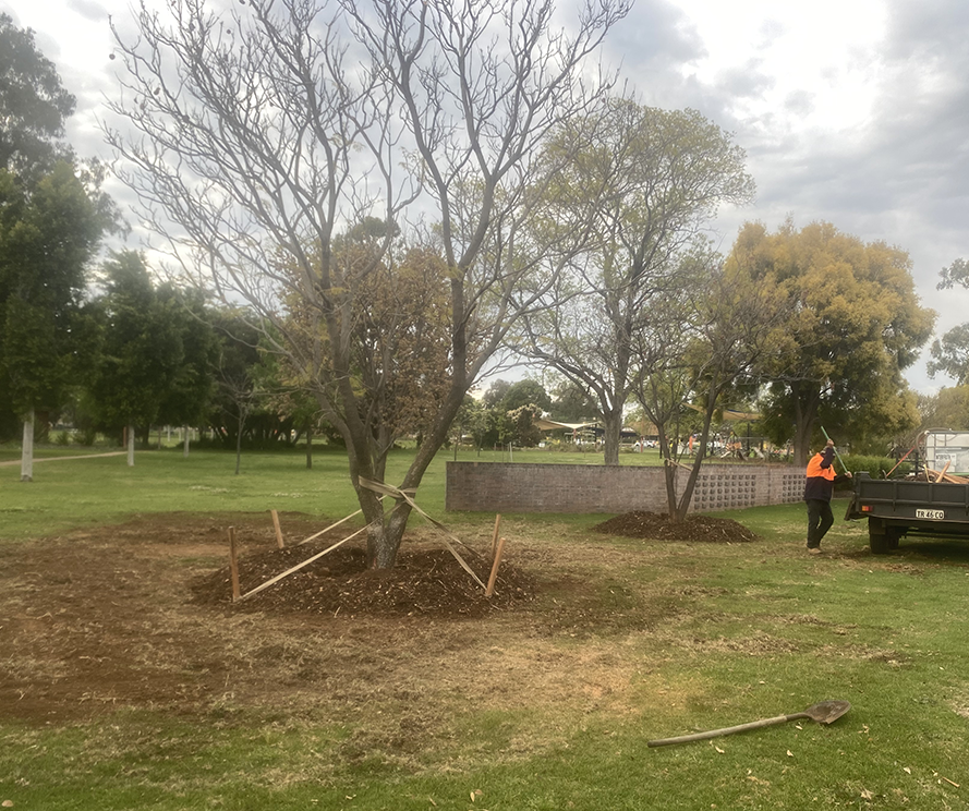 Tree Transplant and Planting