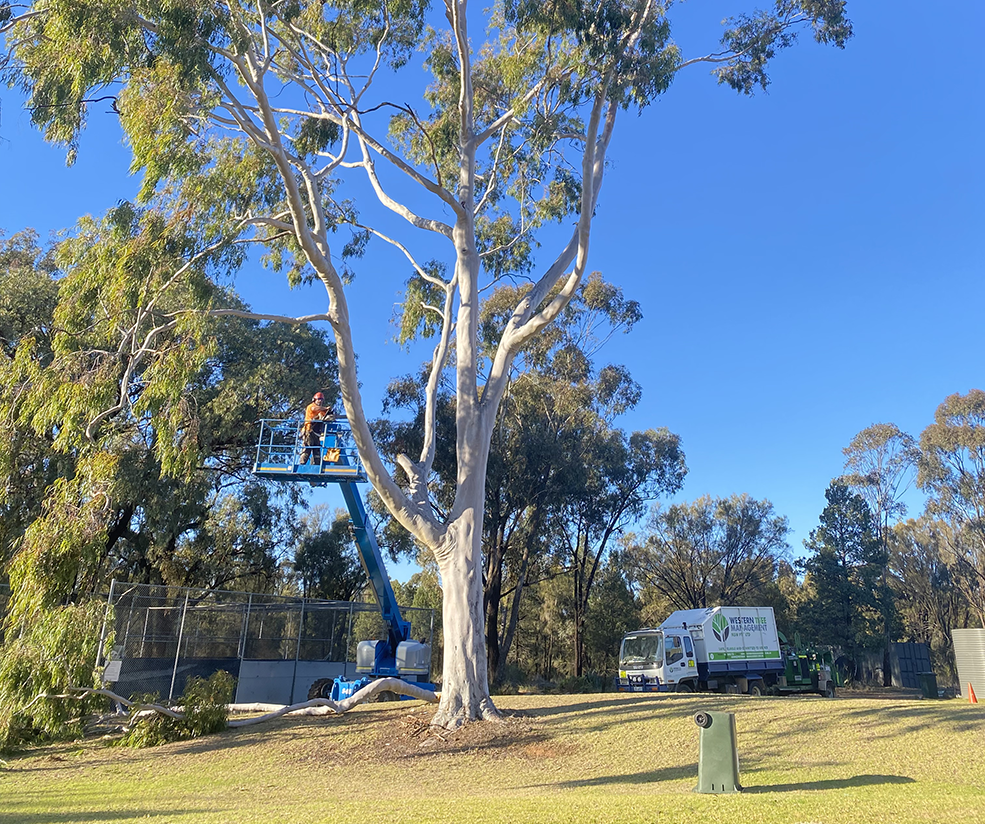 Tree removal pruning and stump grinding